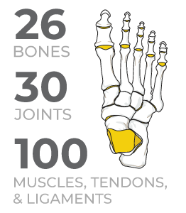 Foot-infographic